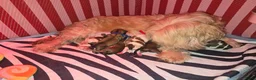 Kruising honden te koop: Net geboren, Boomer Pups 💙❤️(Shih-Tzu x Boomer) - Advertentie 19