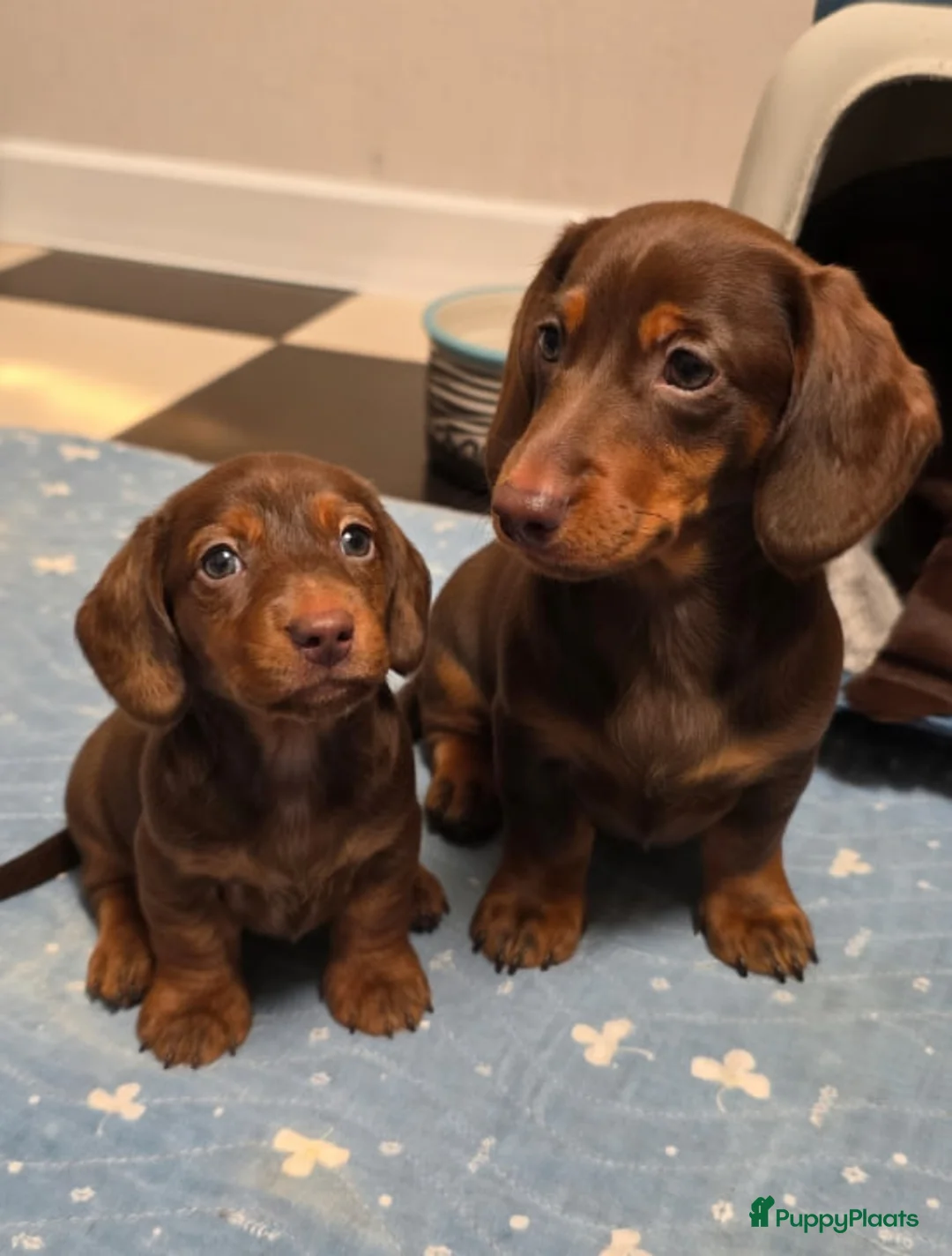 Teckel (korthaar)  honden te koop: Korthaar teckel puppy’s - Advertentie 1