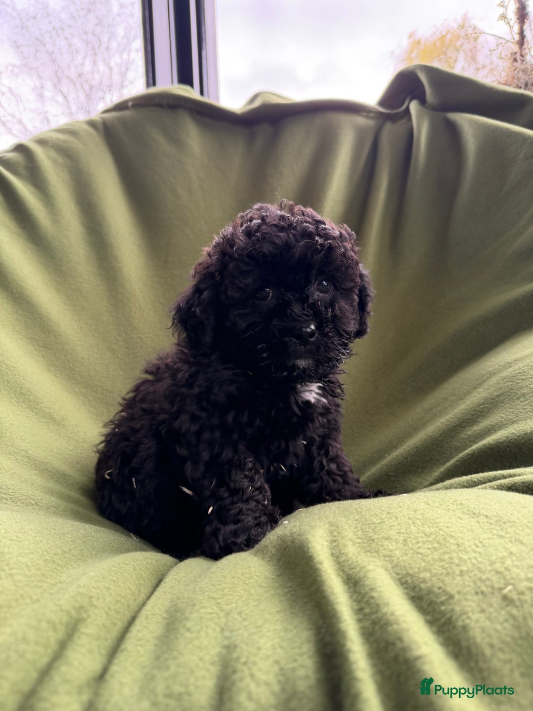 Maltipoo honden te koop: Maltipoo (Maltezer x Toy poedel) pups - Advertentie 20