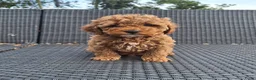 Maltipoo honden te koop: Schattige maltipoo pups zoeken een vijf ️⭐️huisje! - Advertentie 2