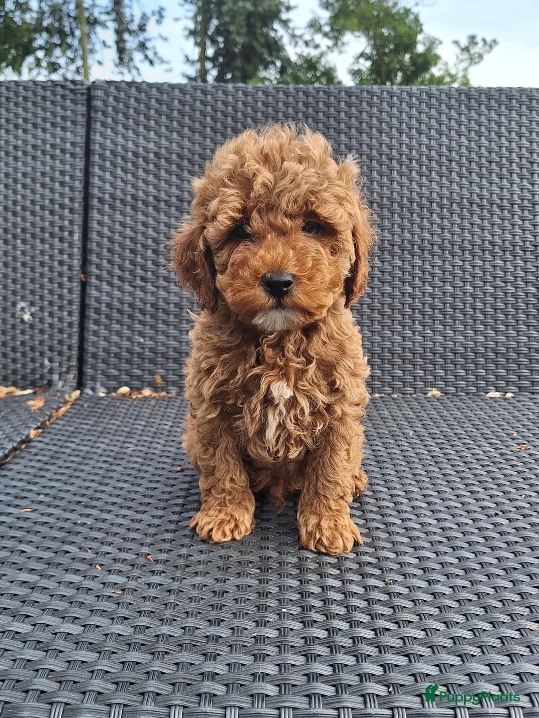 Maltipoo honden te koop: Schattige maltipoo pups zoeken een vijf ️⭐️huisje! - Advertentie 2
