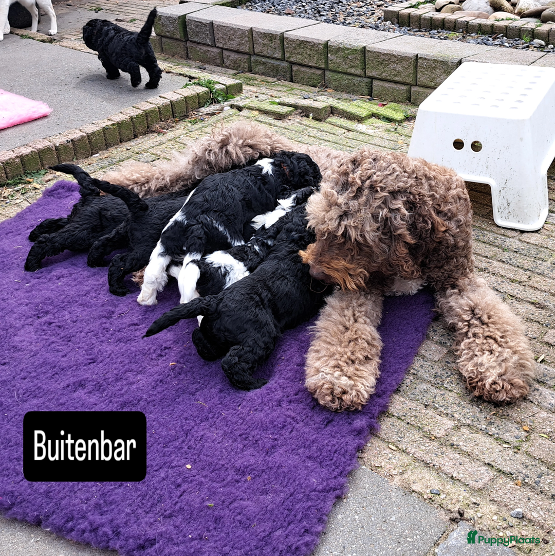 Barbet honden te koop: Franse waterhond - Barbetpups - Advertentie 2