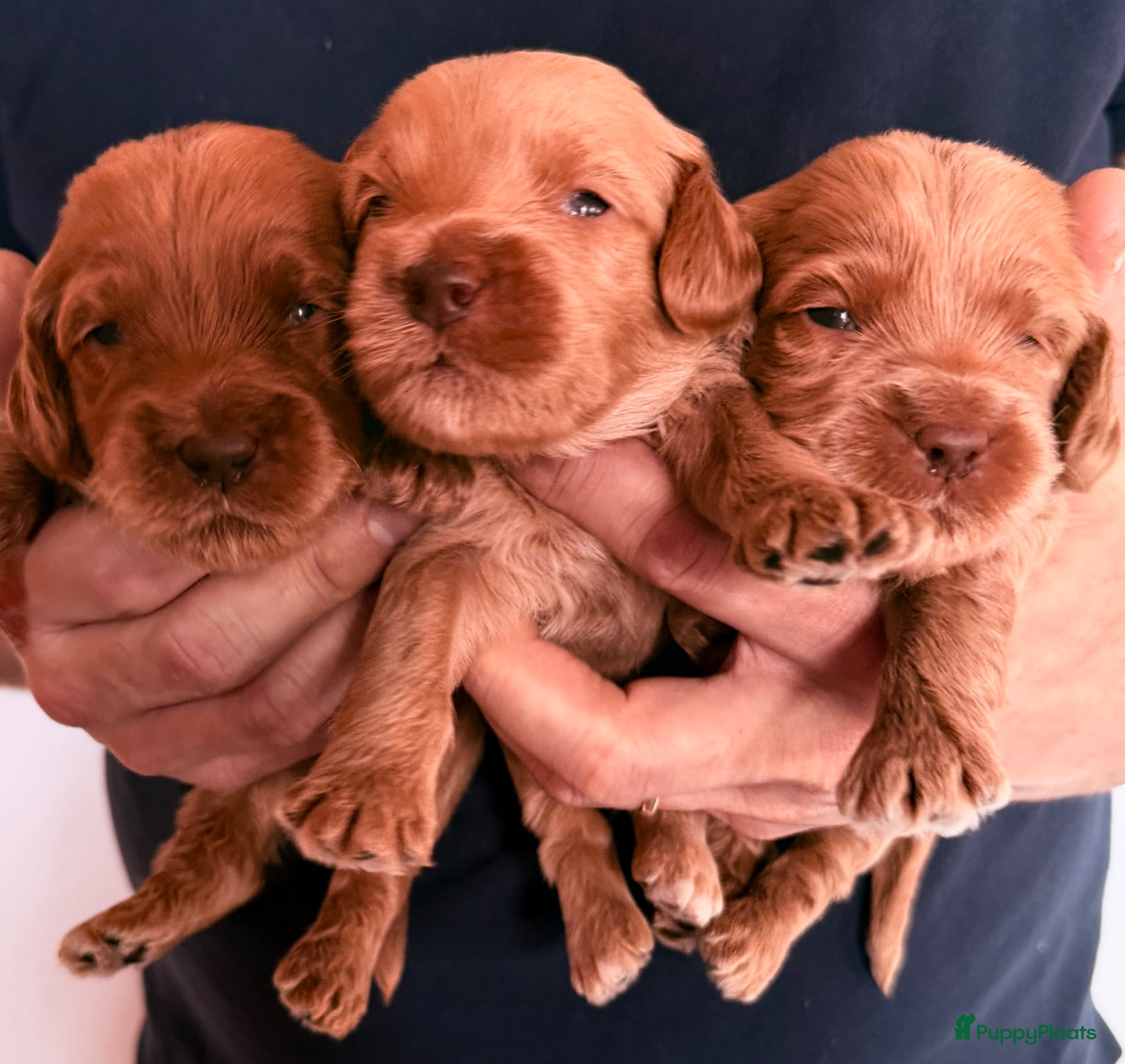 Australian Labradoodle honden Grote mini Cobberdog x Australian Labradoodle pups - Advertentie 3