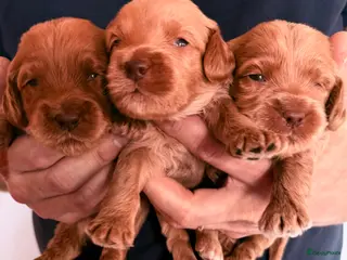Australian Labradoodle honden Grote mini Cobberdog x Australian Labradoodle pups - Advertentie 3