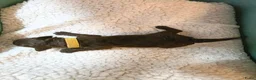 Poedel Toy honden te koop: 4 puppy's van Ginger en Uggy - Advertentie 24