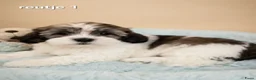 Boomer honden te koop: Super mooie boomer pups. Shih tzu  - Advertentie 13