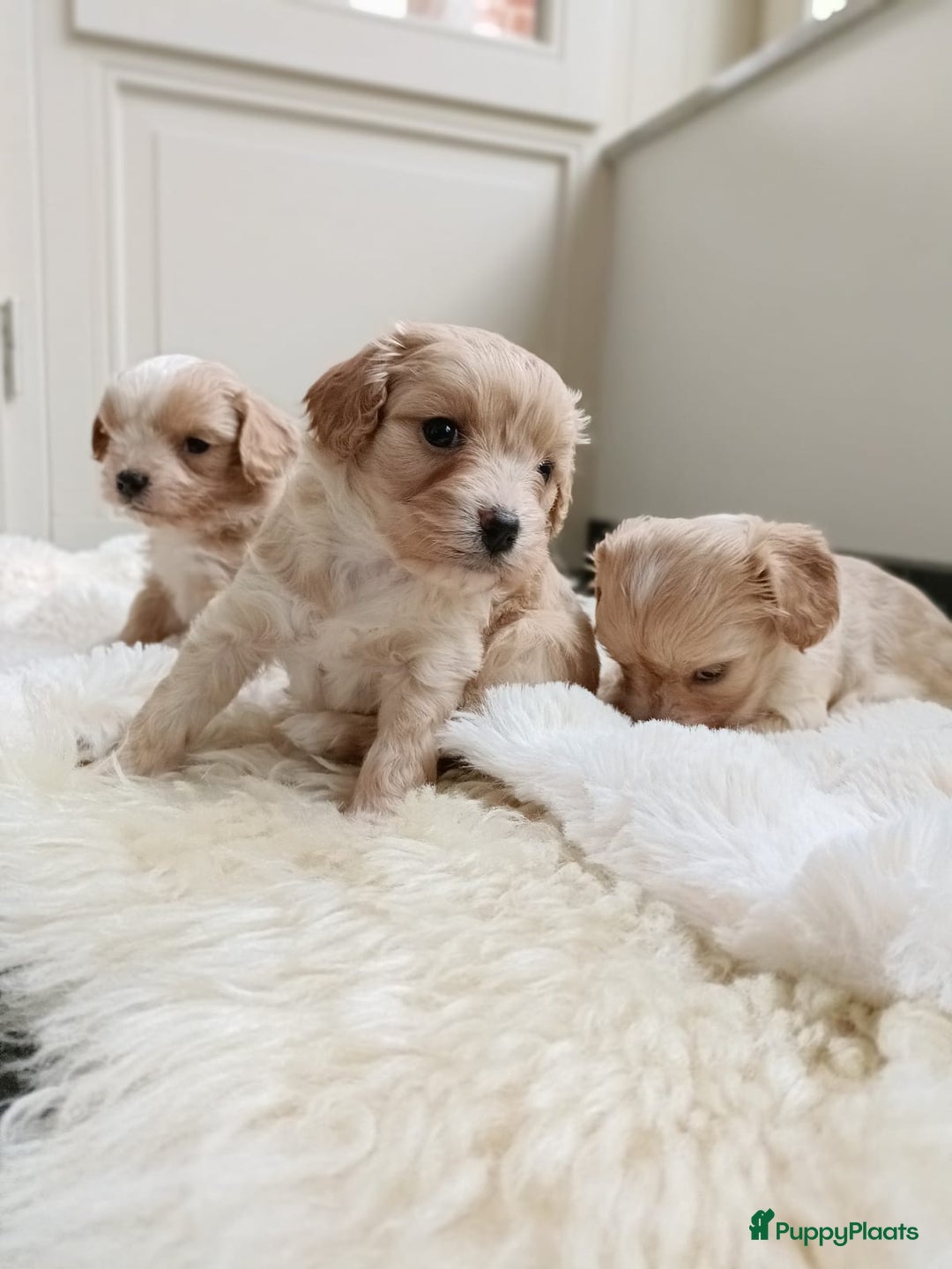 Cavapoo honden te koop: Knappe Cavapoo pups! - Advertentie 7