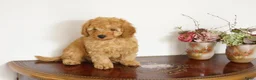 Maltipoo honden te koop: maltipoo pup beide ouders aanwezig en getest - Advertentie 10