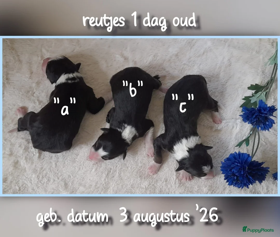 Border Collie honden te koop: Prachtige, raszuivere Border Collie puppy's - Advertentie 2