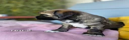 Tibetaanse Terriër honden te koop: Tibetaanse terriër pups met FCI stamboom - Advertentie 28