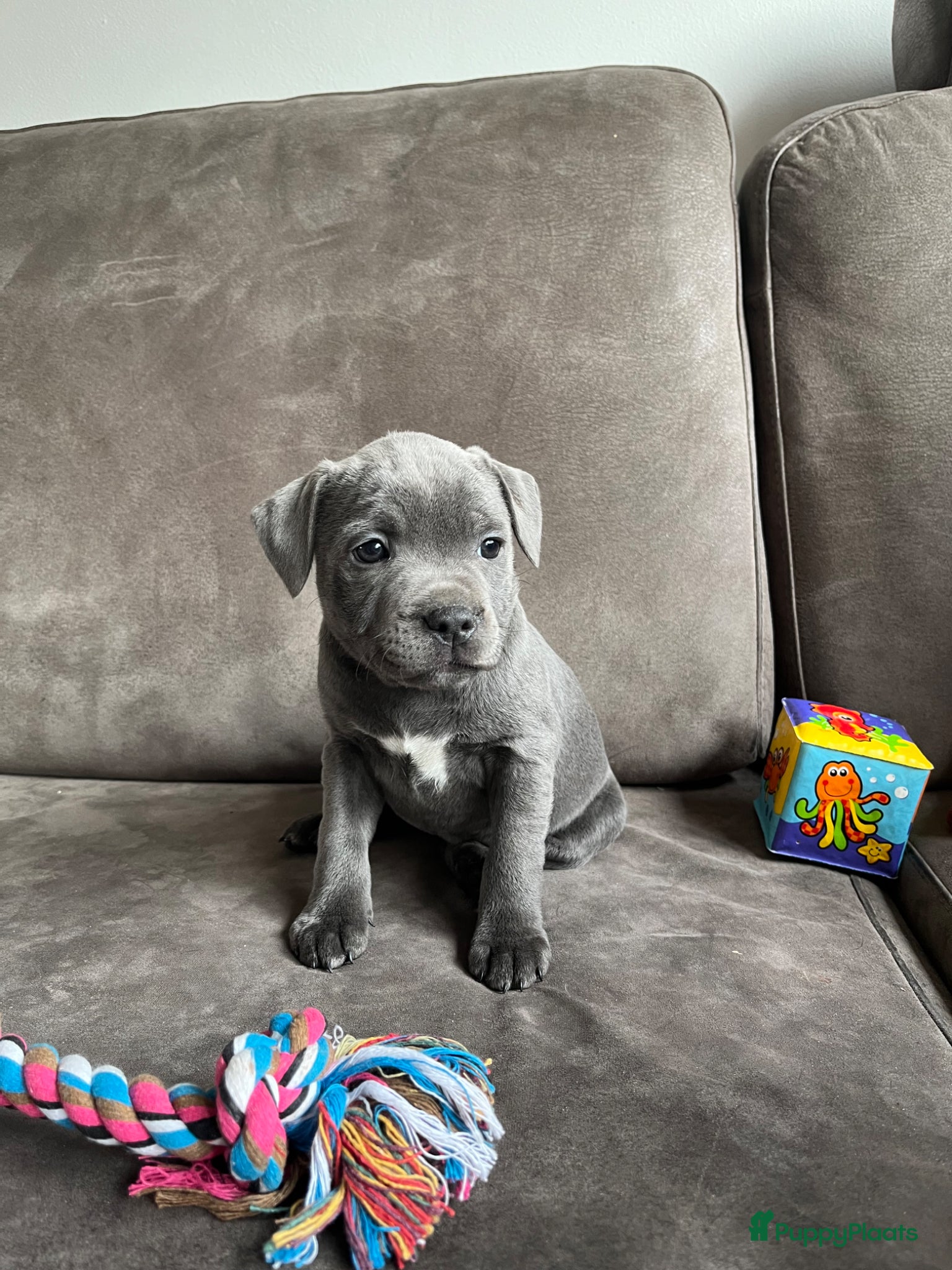 Engelse Stafford honden Engelse Stafford pups mét stamboom - Advertentie 2