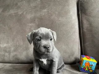 Engelse Stafford honden Engelse Stafford pups mét stamboom - Advertentie 2