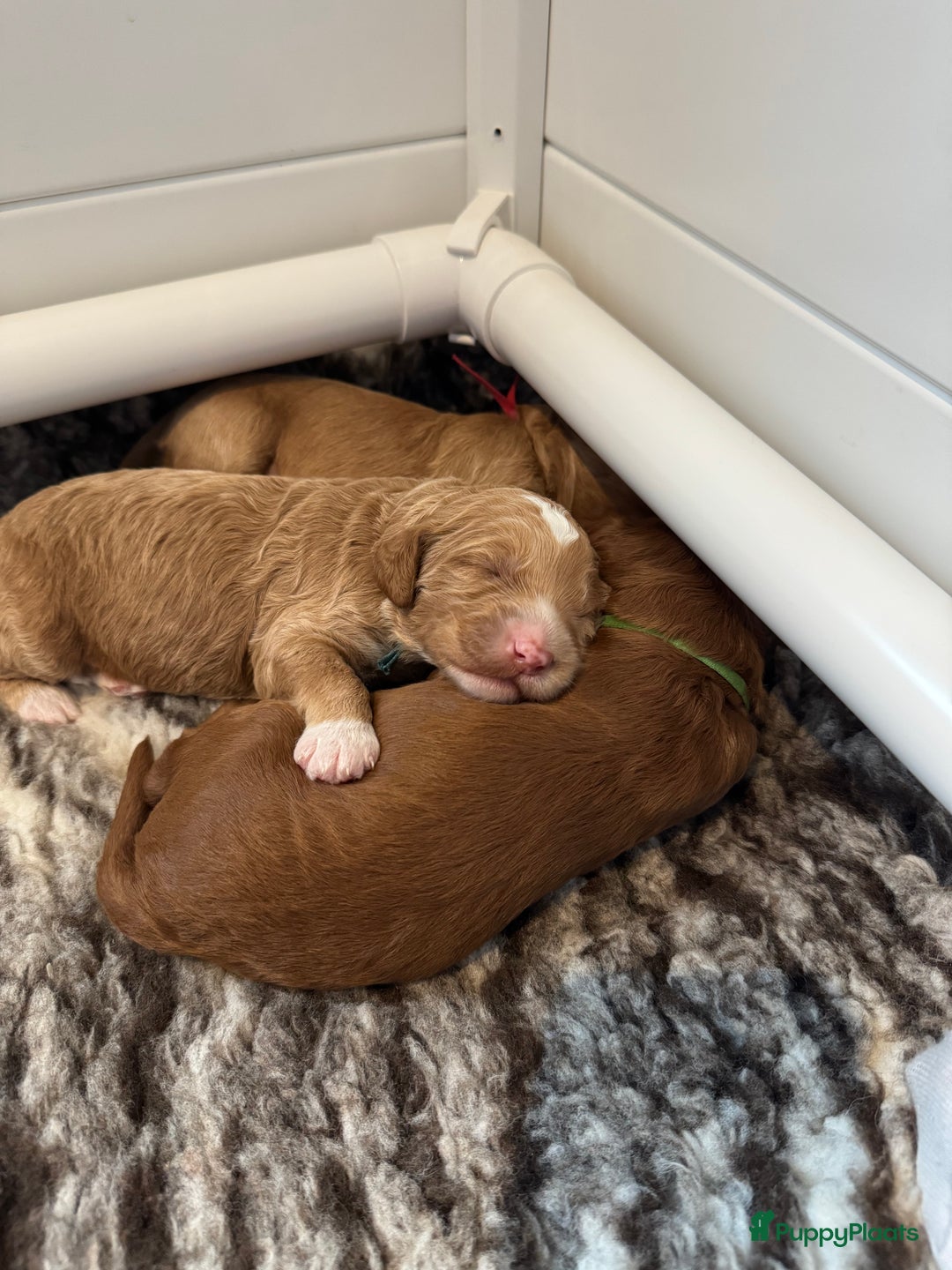 Australian Labradoodle honden te koop: Labradoodle puppy’s verwacht 🐶🐾 - Advertentie 16