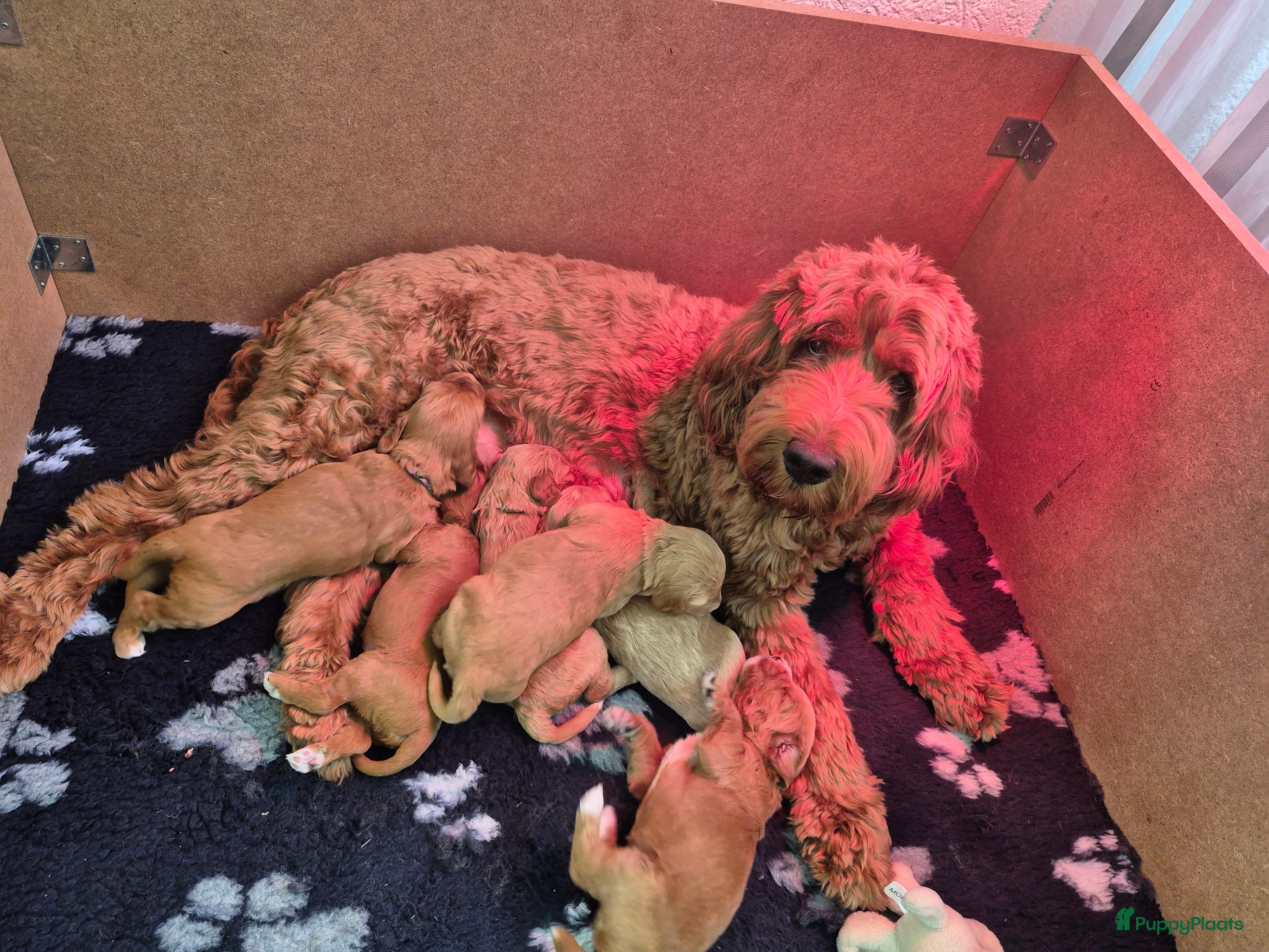 Labradoodle honden Labradoodle pups medium - Advertentie 2