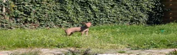 Amerikaanse Naakthond honden te koop: Amerikaanse naakthond - Advertentie 3