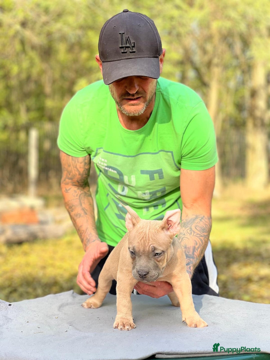 Amerikaanse Bully honden te koop: Amerikaanse Bully Pocket-puppy's - Advertentie 10