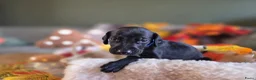 Kruising honden te koop: Prachtige Labradoodle x Dalmatiër puppy's! - Advertentie 30