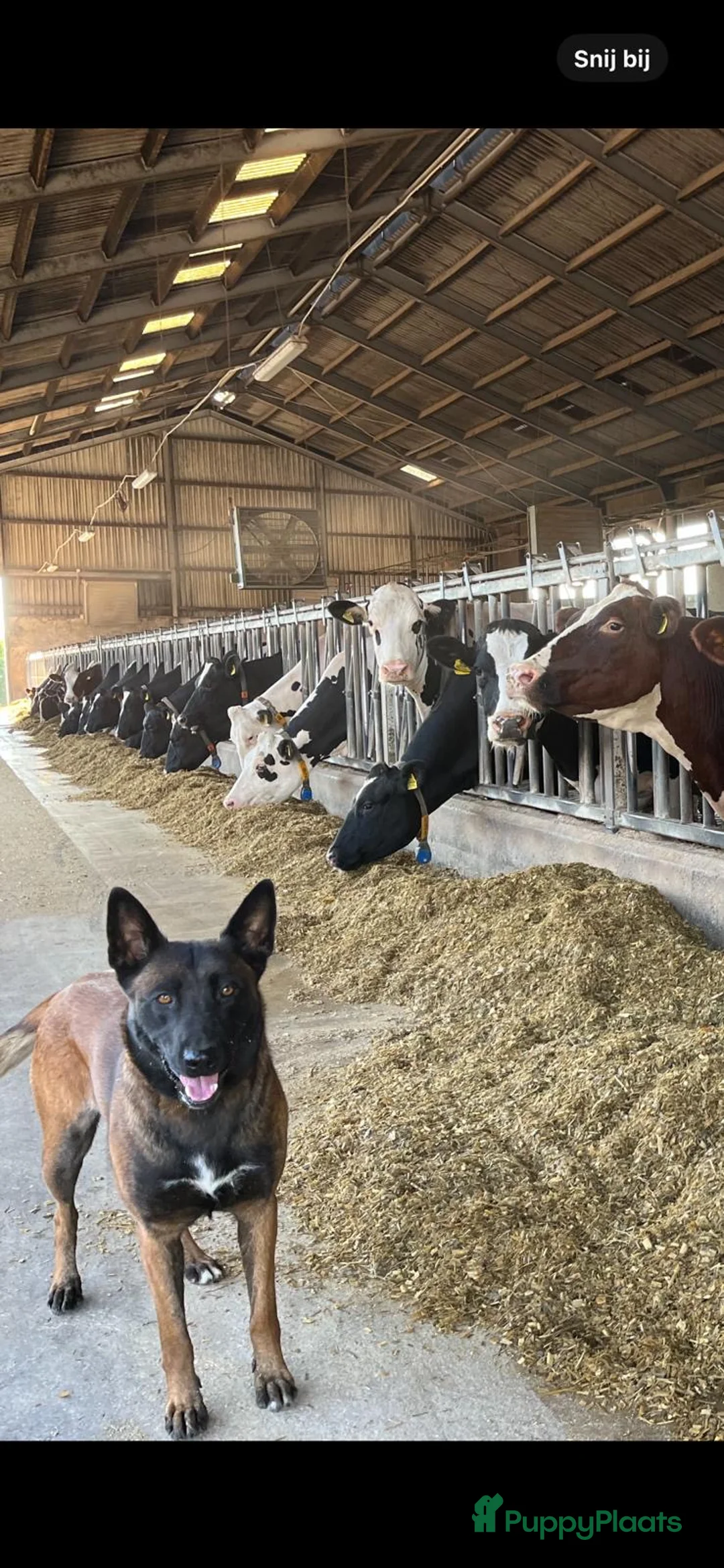 Mechelse Herder honden te koop: Mechelse Herder X Border Collie - Advertentie 2