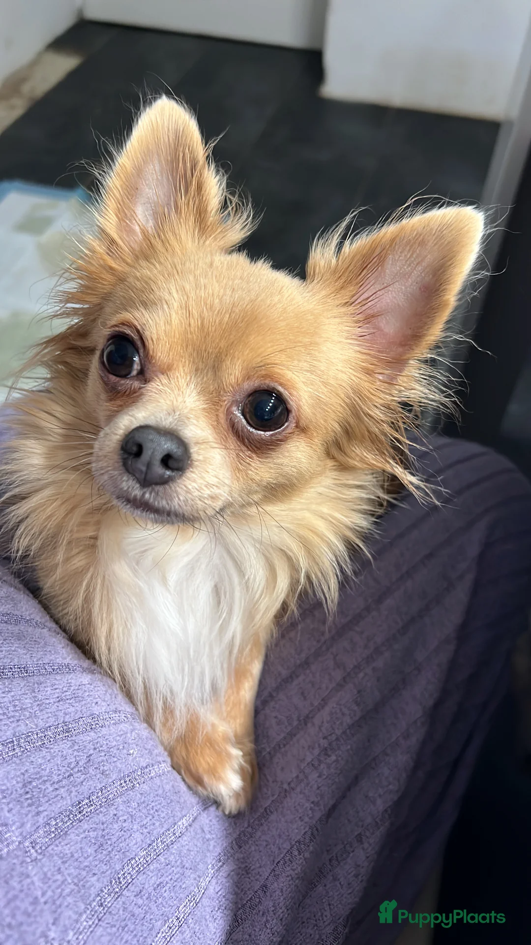 Pomchi honden te koop: Lieve Pomchi pups - Advertentie 10