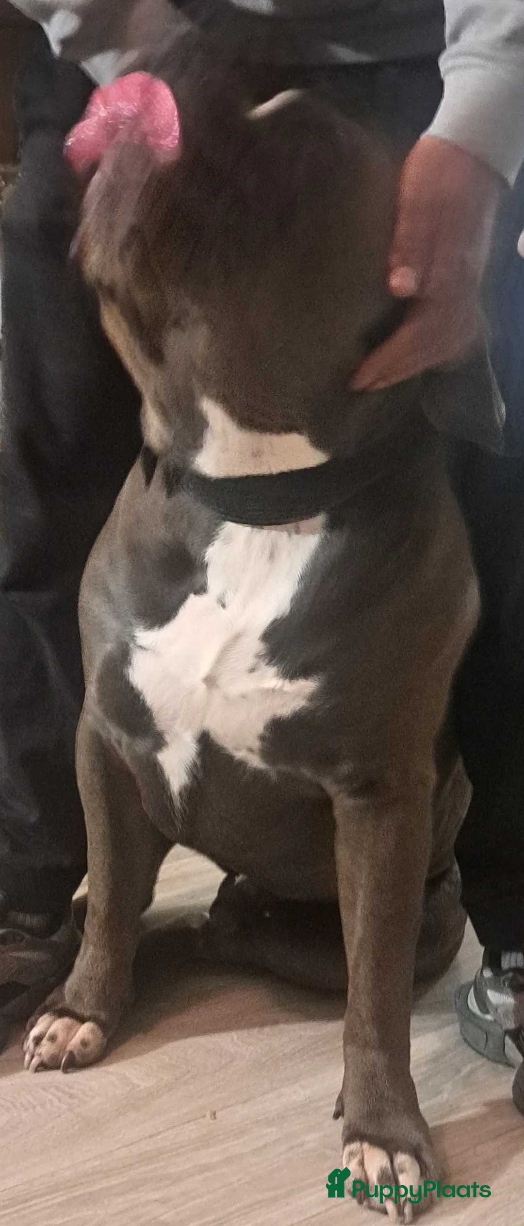 Amerikaanse Bully honden ter adoptie: American Bully XXL bgk bloedlijn - Advertentie 6