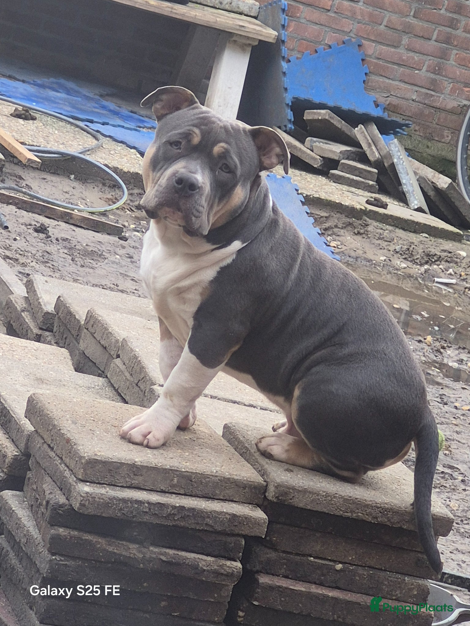 Amerikaanse Bully honden te koop: American bully pocket - Advertentie 2