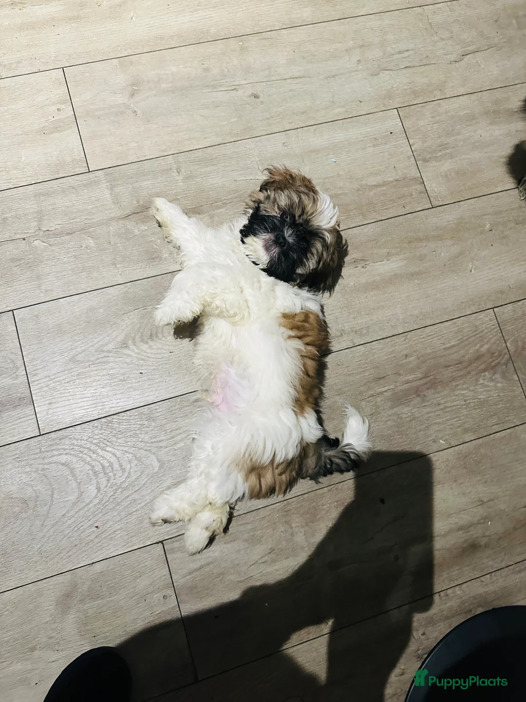 Shih Tzu honden te koop: Shitzu - Advertentie 2