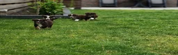 Miniature American Shepherd honden te koop: Mini American Shepherd pup teefje - Advertentie 8