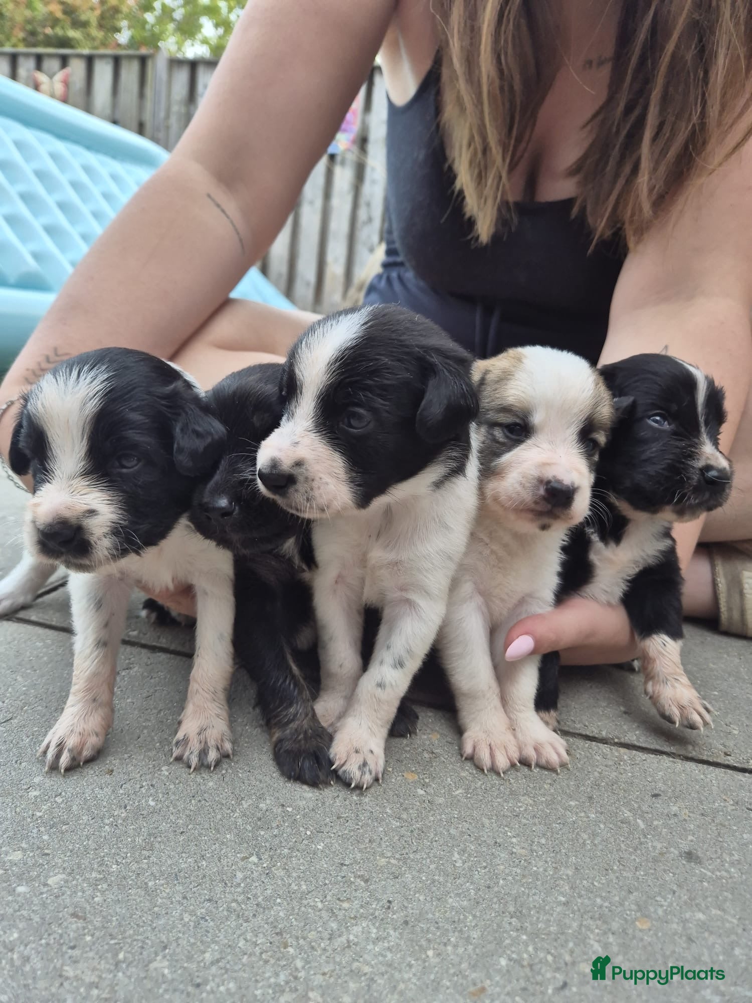 Kruising honden Nog drie mooie lieve pups te koop  - Advertentie 2