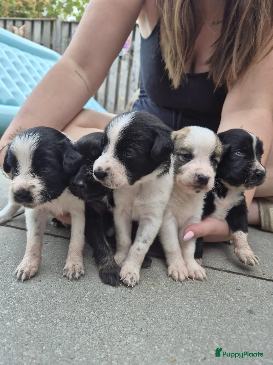 Kruising honden te koop: Nog drie mooie lieve pups te koop  in Eindhoven - Advertentie 2