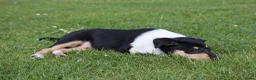 Schotse Herdershond korthaar honden te koop: Nog 2 knappe reuen schotse collie korthaar reuen. - Advertentie 25
