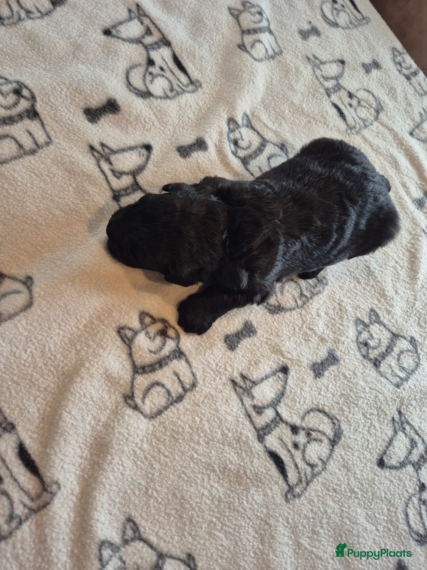Bouvier des Flandres Puppy 1