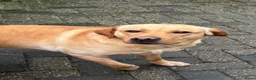 Labrador Retriever honden te koop: Prachtige Blonde Labrador Pups🐾 in Sint-Oedenrode - Advertentie 10