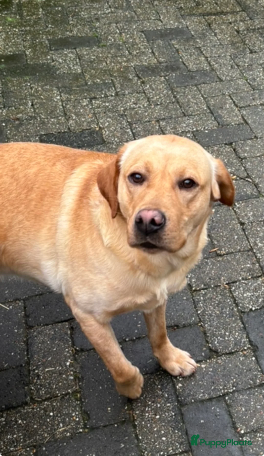 Labrador Retriever honden te koop: Prachtige Blonde Labrador Pups🐾 in Sint-Oedenrode - Advertentie 10