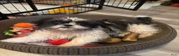 Shih Tzu honden te koop: Shih Tzu 3/4 - Advertentie 5