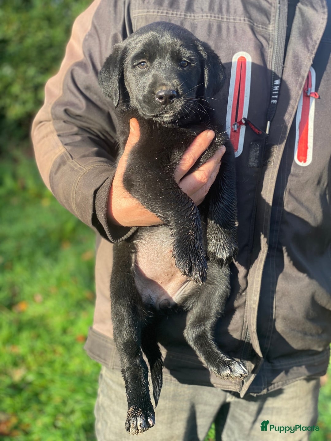 Kruising honden te koop: Kruising boxer retriever pup teefje - Advertentie 8