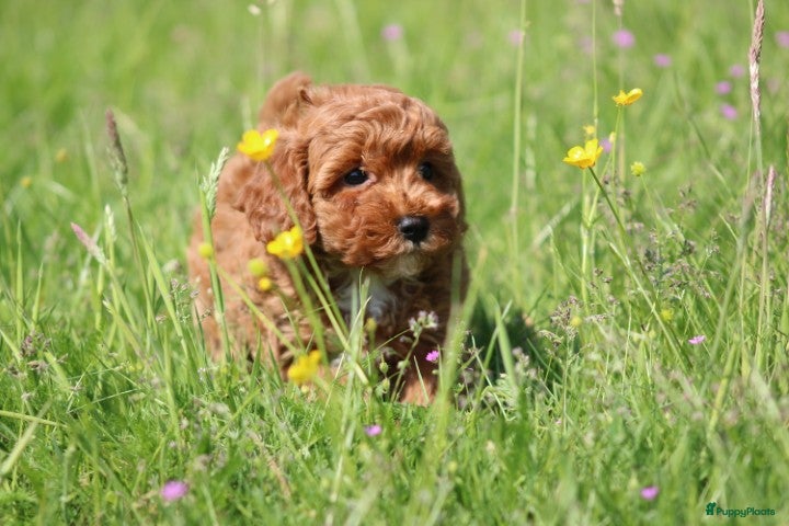 Maltipoo honden Knappe Maltipoo pups - Advertentie 2