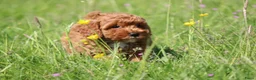 Maltipoo honden te koop: Knappe Maltipoo pups - Advertentie 3