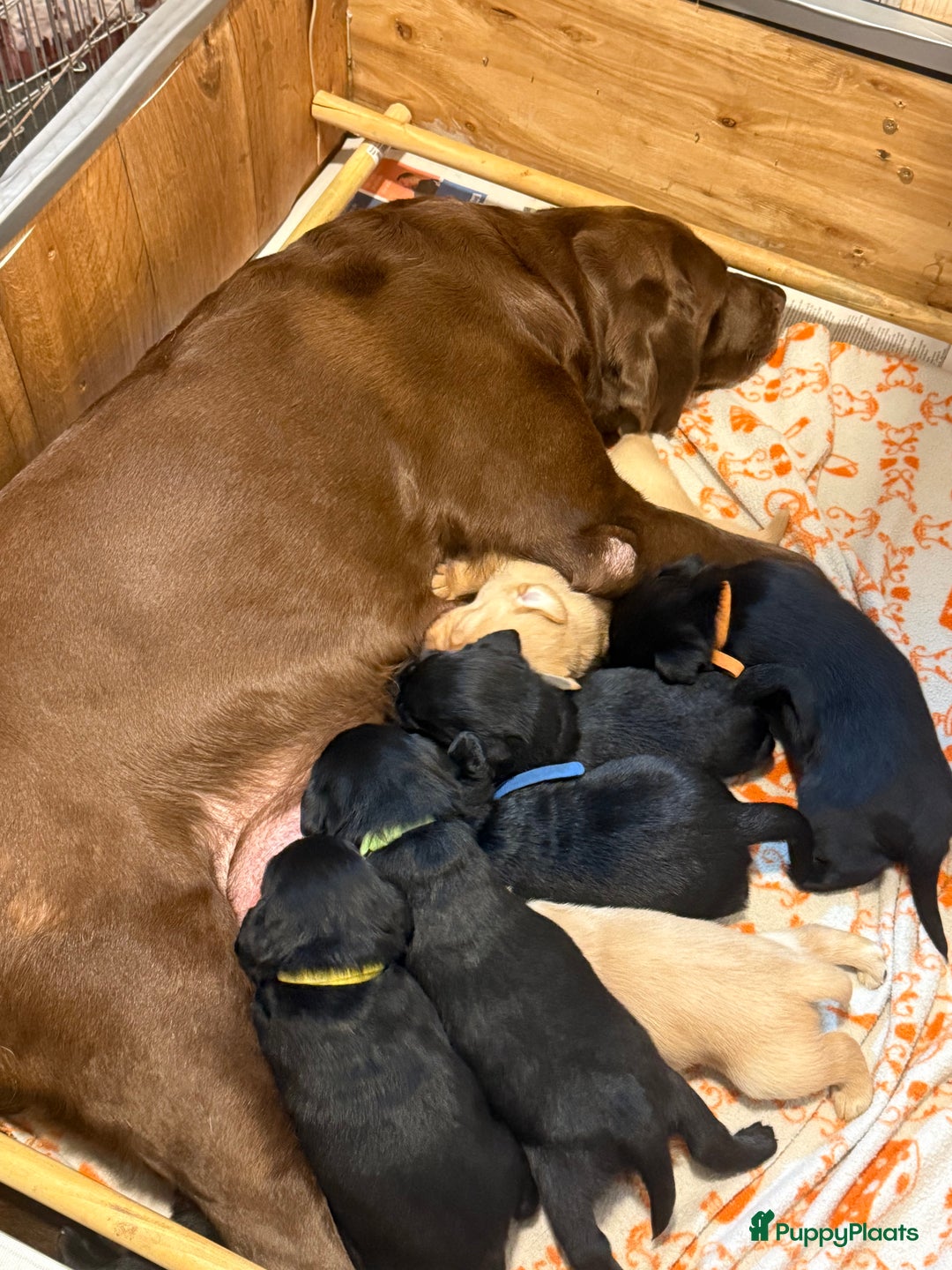 Labrador Retriever honden te koop: Labrador Retriever Pups - Advertentie 1