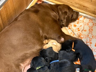 Labrador Retriever honden Labrador Retriever Pups - Advertentie 1