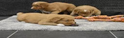 Nova Scotia Duck Tolling Retriever honden te koop: Nova Scotia Duck Tolling Retriever pups # Toller - Advertentie 16