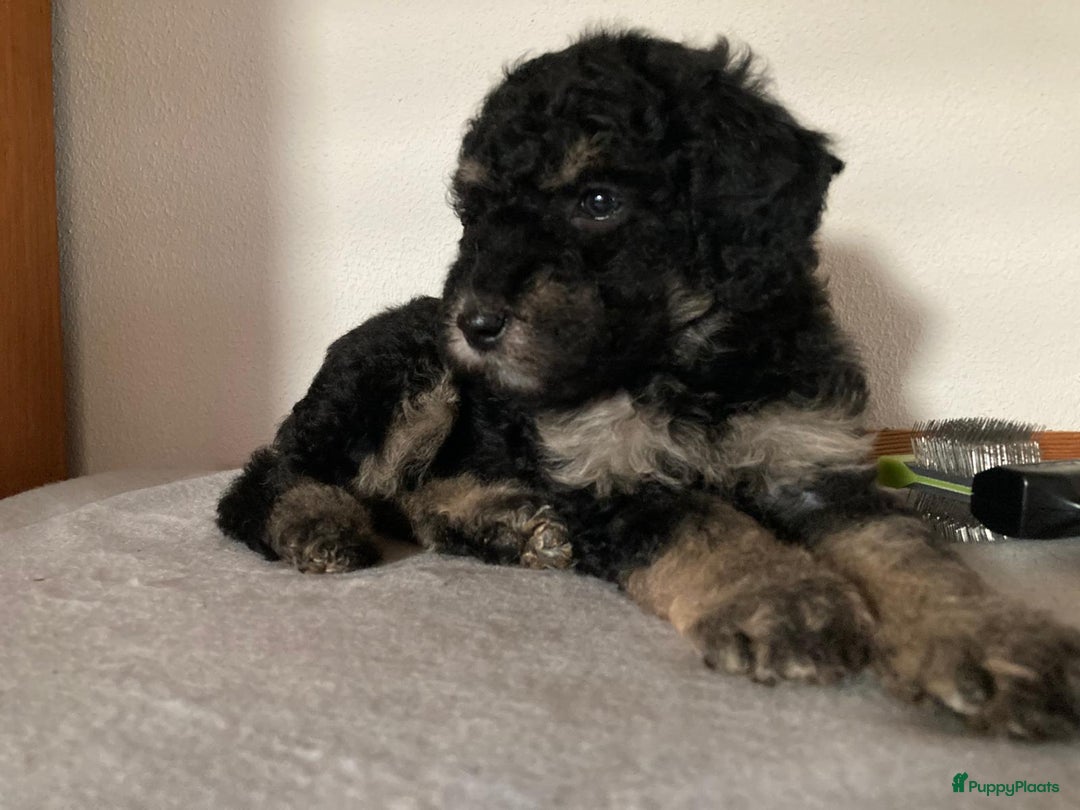 Goldendoodle honden te koop: Lieve sociale Goldendoodle pups, middelmaat - Advertentie 1