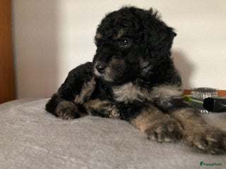 Goldendoodle honden Lieve sociale Goldendoodle pups, middelmaat - Advertentie 1