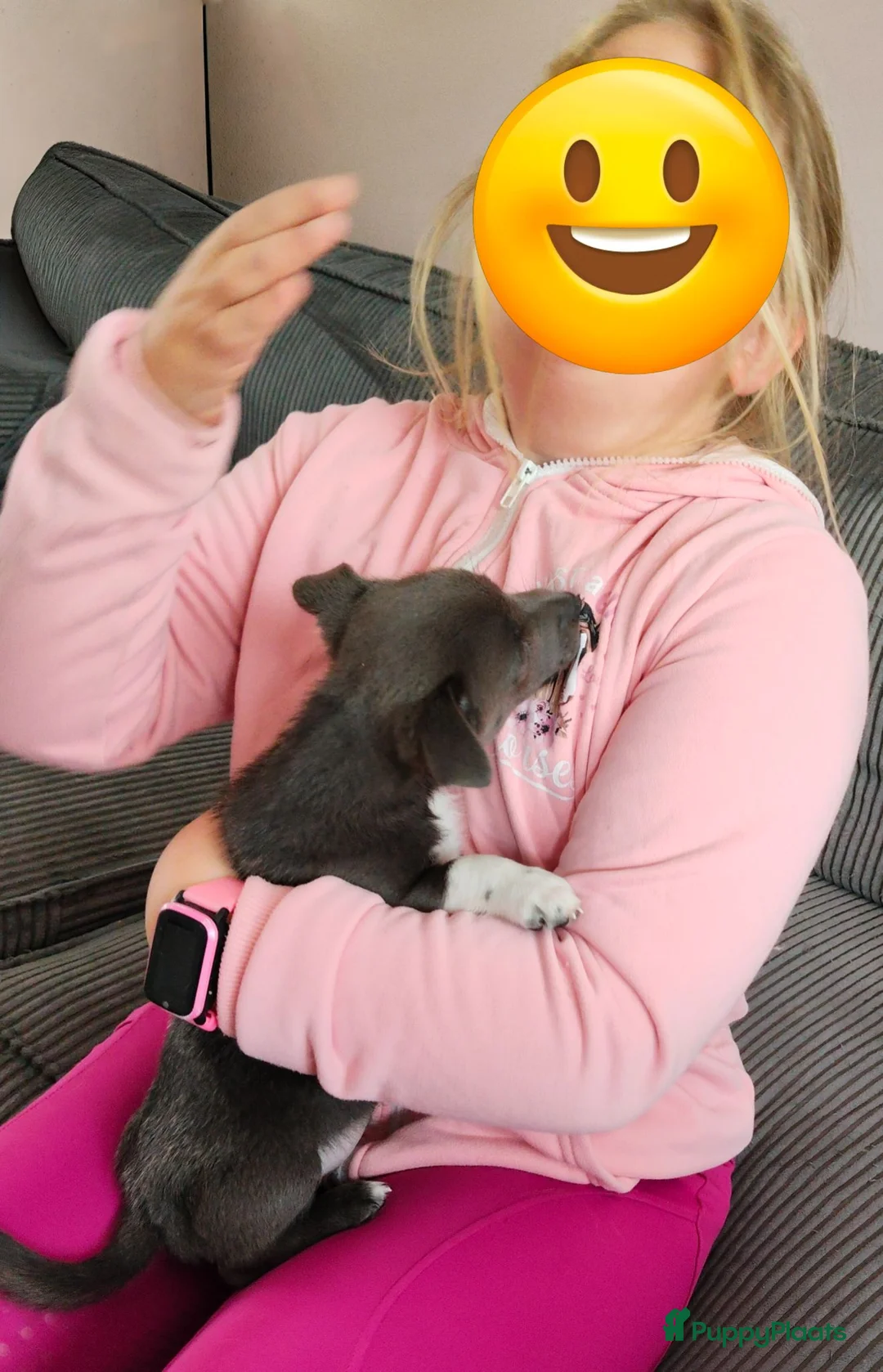 Pomchi honden te koop: Lieve Pomchi pups mogen vanaf morgen verhuizen  - Advertentie 2