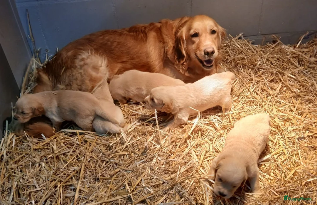 Golden Retriever honden te koop: Golden retriever pups - Advertentie 7