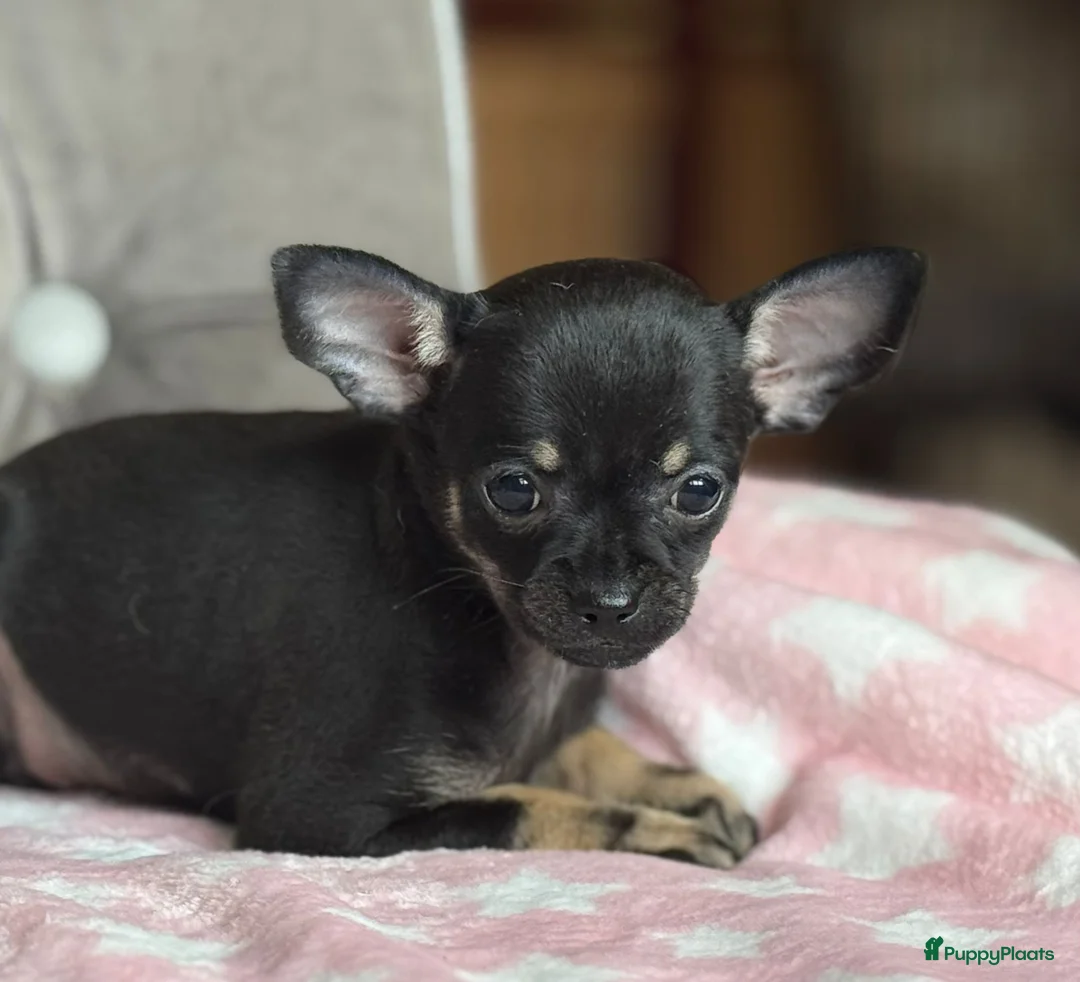 Chihuahua honden te koop: Prachtige chihuahua puppy's - Advertentie 2