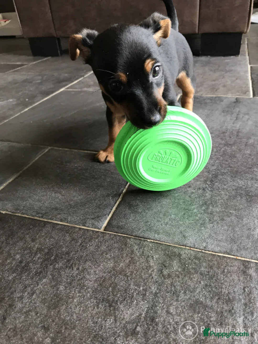 Jack Russel Terriër honden ter dekking: Jack Russel Black&tan  dek reu in Rietmolen - Advertentie 4