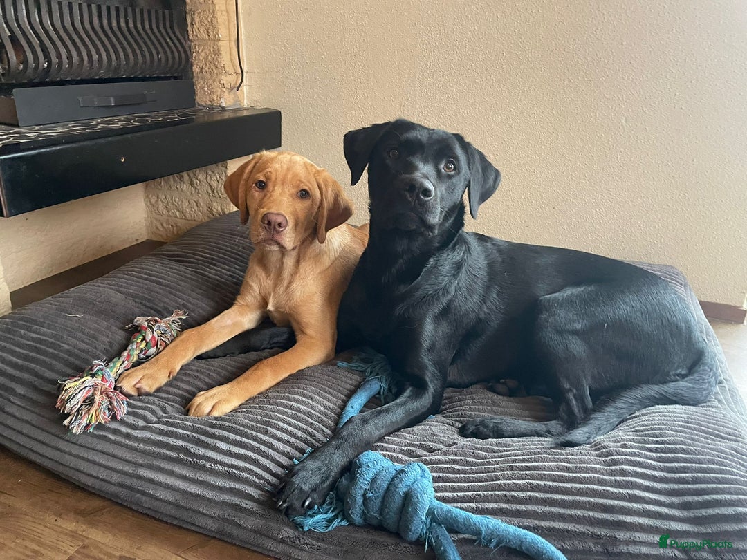 Labrador Retriever honden te koop: Te koop mooie labrador reu - Advertentie 6