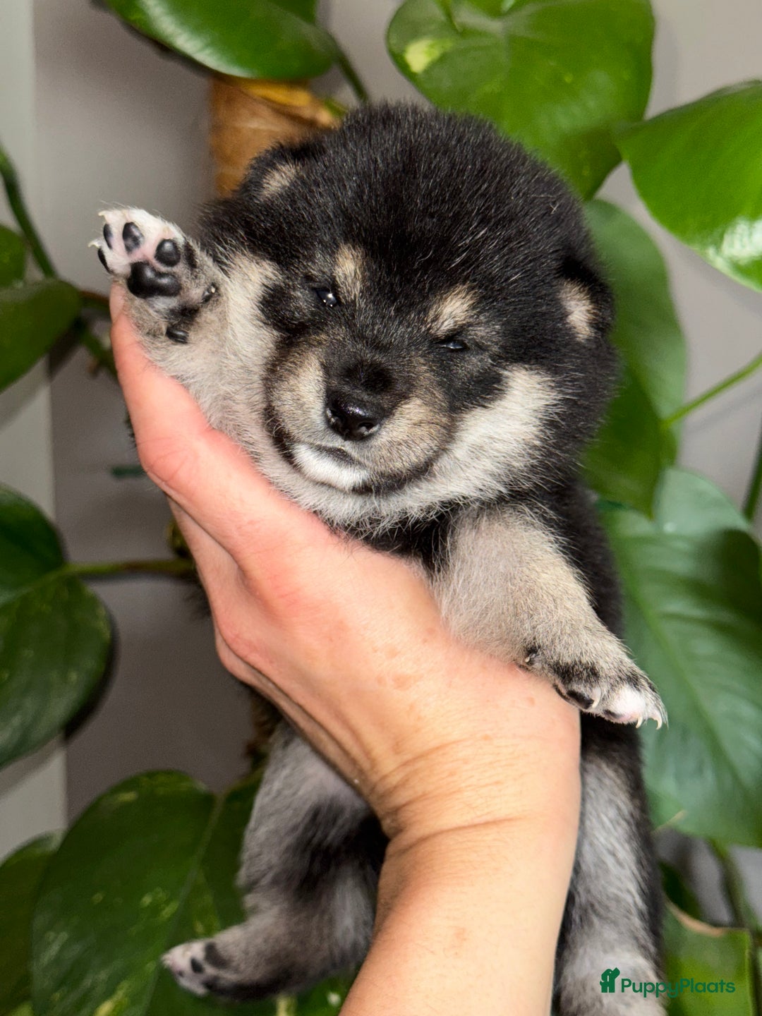 Shiba honden te koop: Shiba Inu pups met FCI stamboom - Afbeelding 15