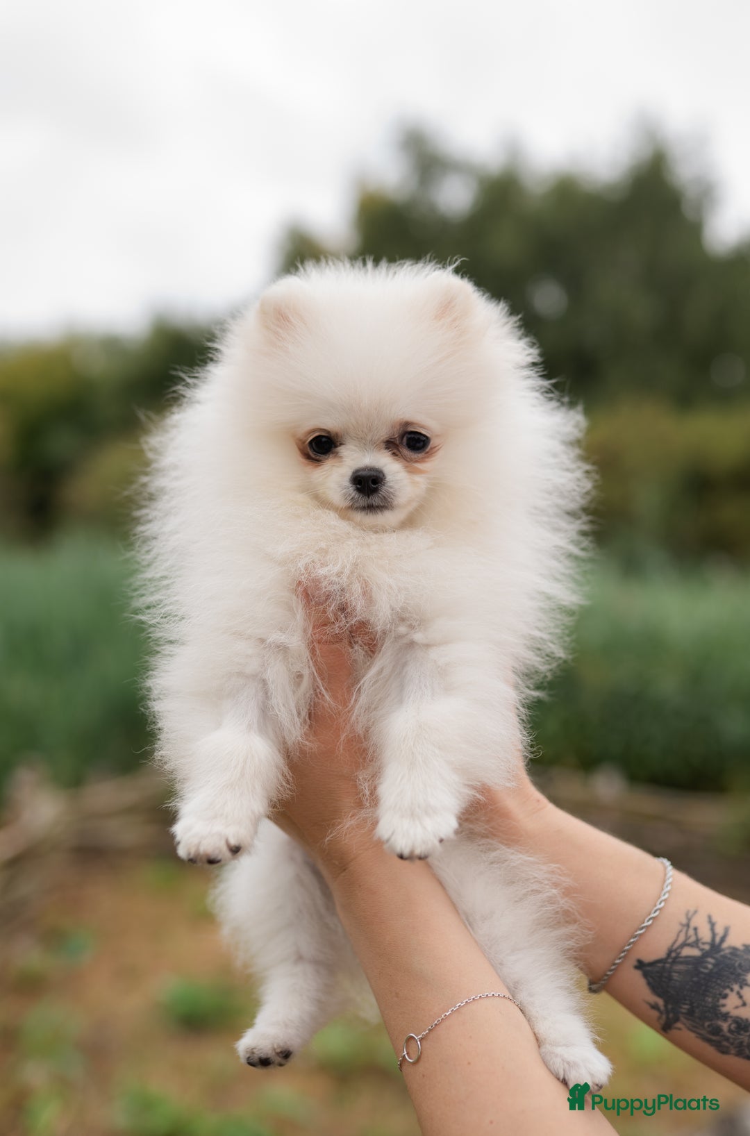 Pomeriaan honden te koop: Pomeranian Mila❤️ - Advertentie 17