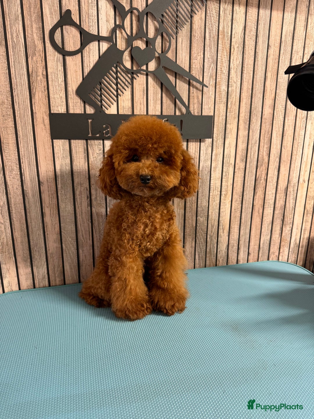 Poedel Toy honden ter dekking: Toypoedel Dek Reu  - Advertentie 7